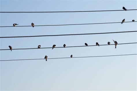 Do Birds Like Music? Exploring the Symphony of Feathered Friends