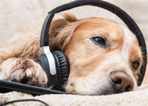 Do Dogs Enjoy Music? A Multi-perspective Exploration