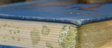 what does mold on books look like how does mold affect the environment